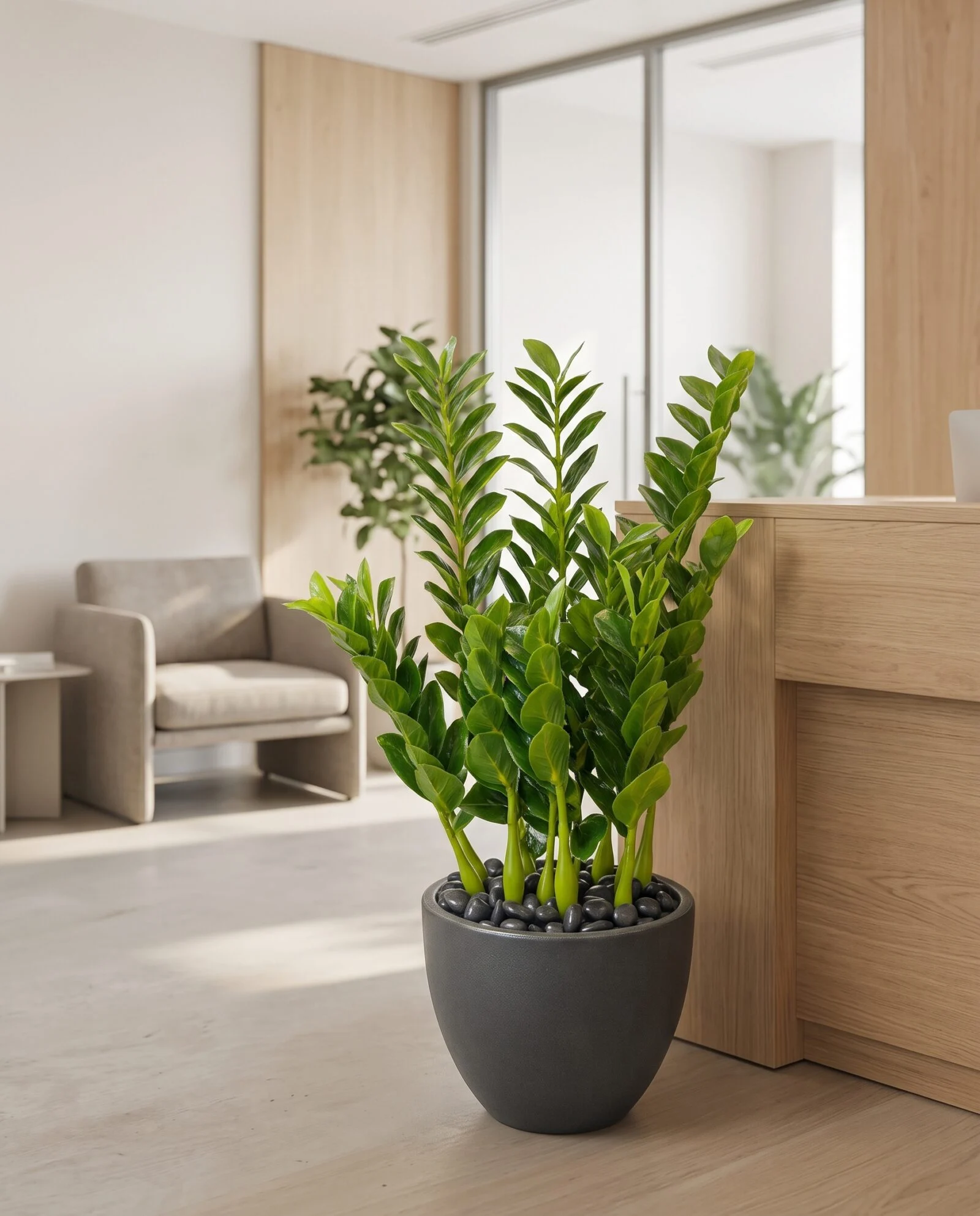 Zanzibar Gem Plant 70 cm styled in an interior — Neon Jungle Studios