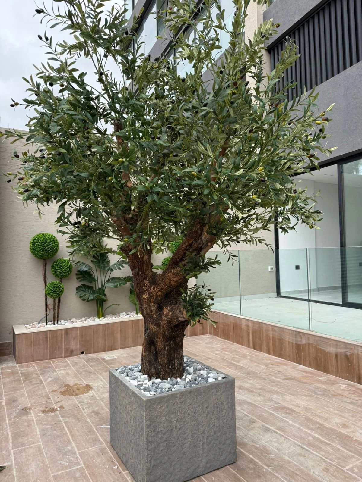 Olivier en bois véritable sur mesure 300×200 cm