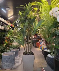 Dracaena Fragrans à 4 troncs 150 cm