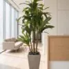 Dracaena Fragrans 4 trunks 150 cm styled in an interior — Neon Jungle Studios