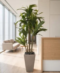 Dracaena Fragrans 4 trunks 150 cm styled in an interior — Neon Jungle Studios