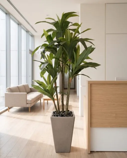 Dracaena Fragrans 4 trunks 150 cm styled in an interior — Neon Jungle Studios