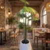 Fan Palm styled in an interior — Neon Jungle Studios