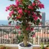 Bougainvillier 160 cm