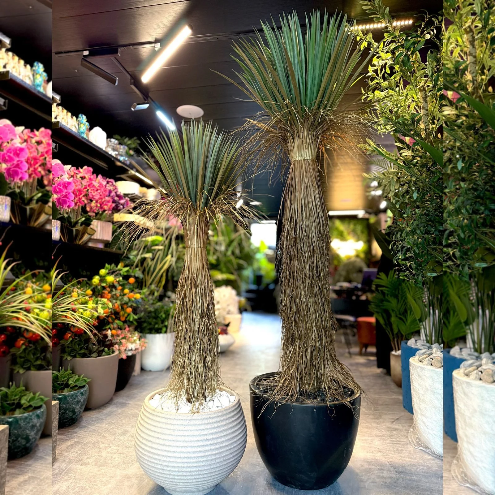 Yucca Rostrata