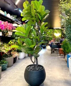 Ficus Lyrata 160 cm