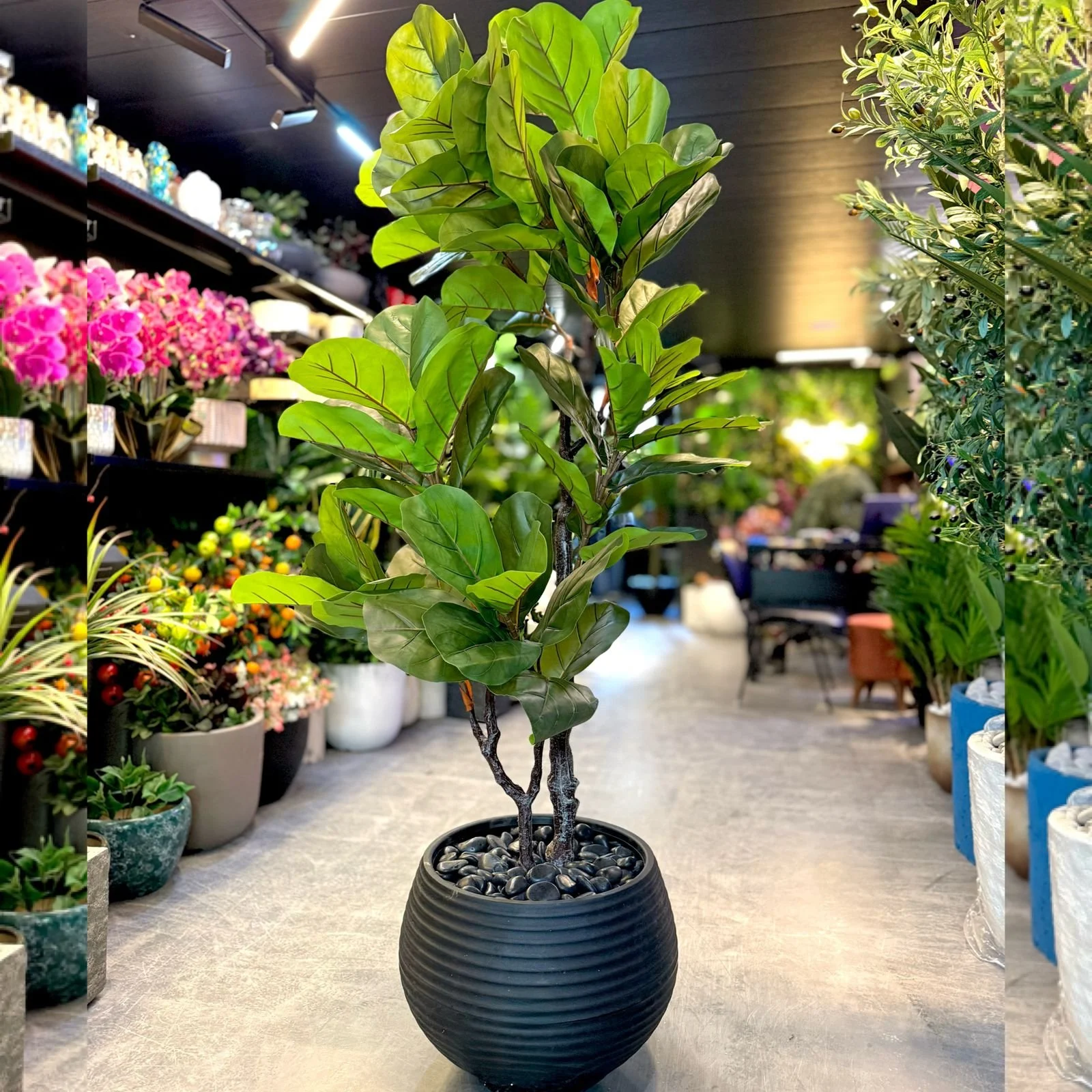 Ficus Lyrata 160 cm