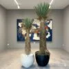 Yucca Rostrata