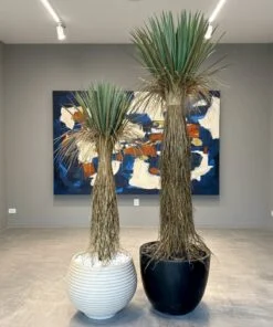 Yucca Rostrata