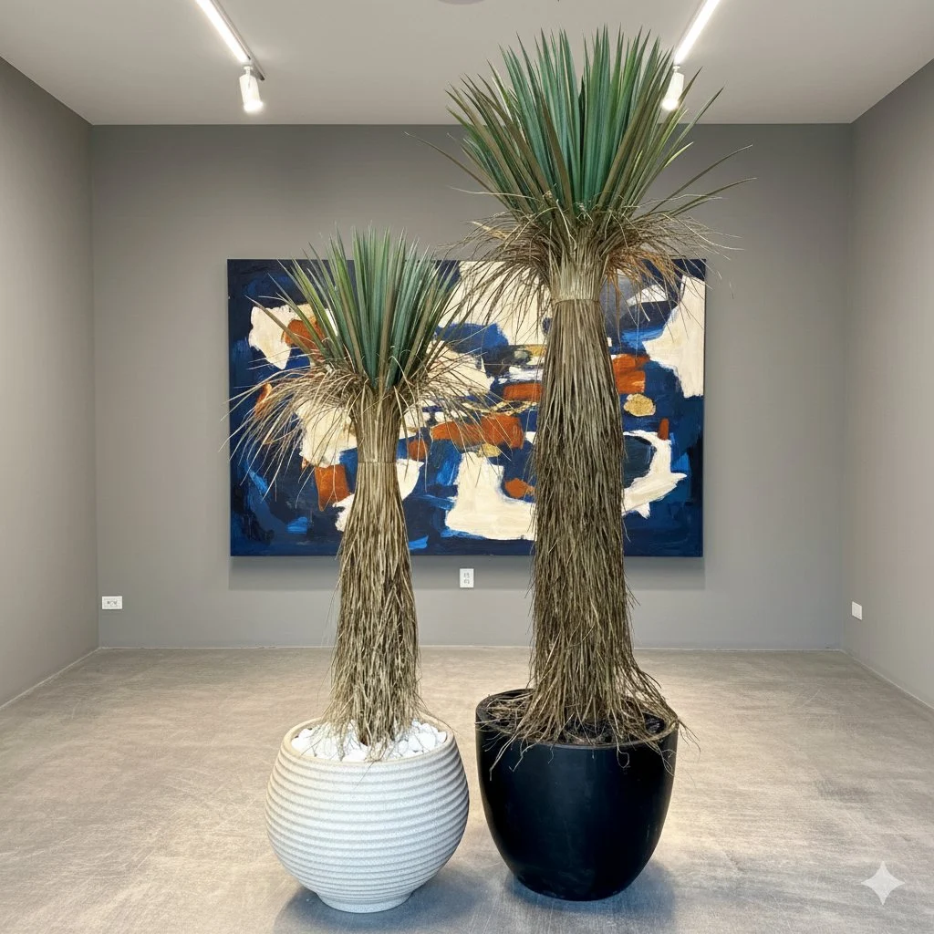 Yucca Rostrata