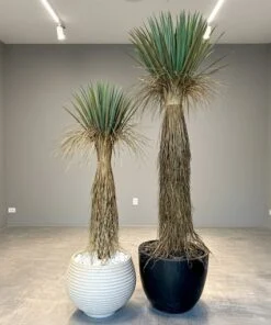 Yucca Rostrata