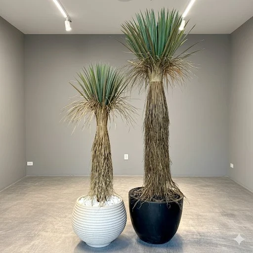Yucca Rostrata