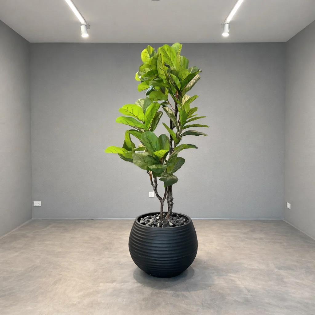 Ficus Lyrata 160 cm