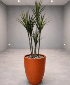 Yucca à 5-6 troncs en bois véritable