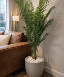 Palmier Areca 140 cm