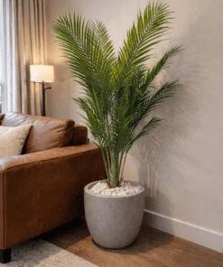 Palmier Areca 140 cm