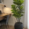 Ficus Lyrata 160 cm