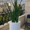 Sansevieria – Green 9 stems 65 cm