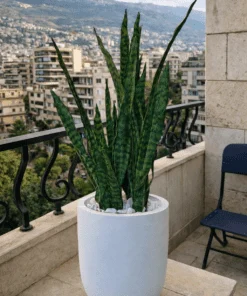 Sansevieria – Green 9 stems 65 cm