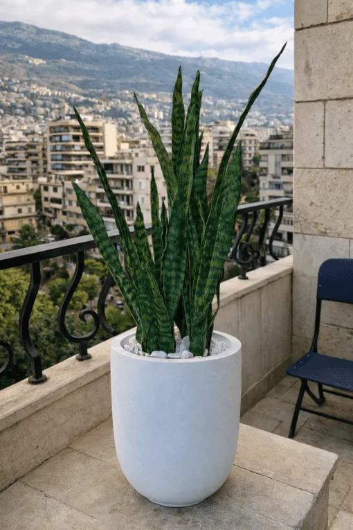 Sansevieria – Green 9 stems 65 cm