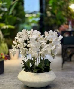 Orchidée Arrangement avec Planter