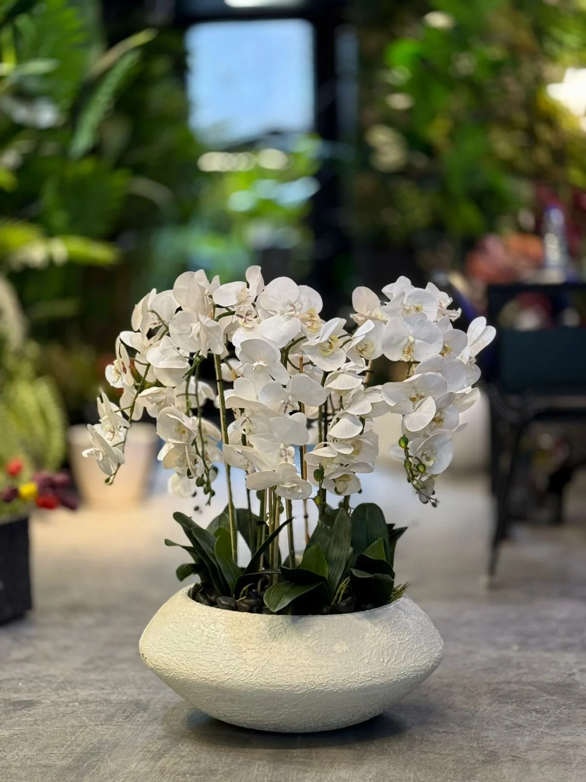 Orchidée Arrangement avec Planter