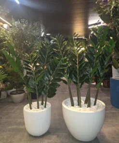 Plante ZZ (Zamioculcas) à grandes feuilles