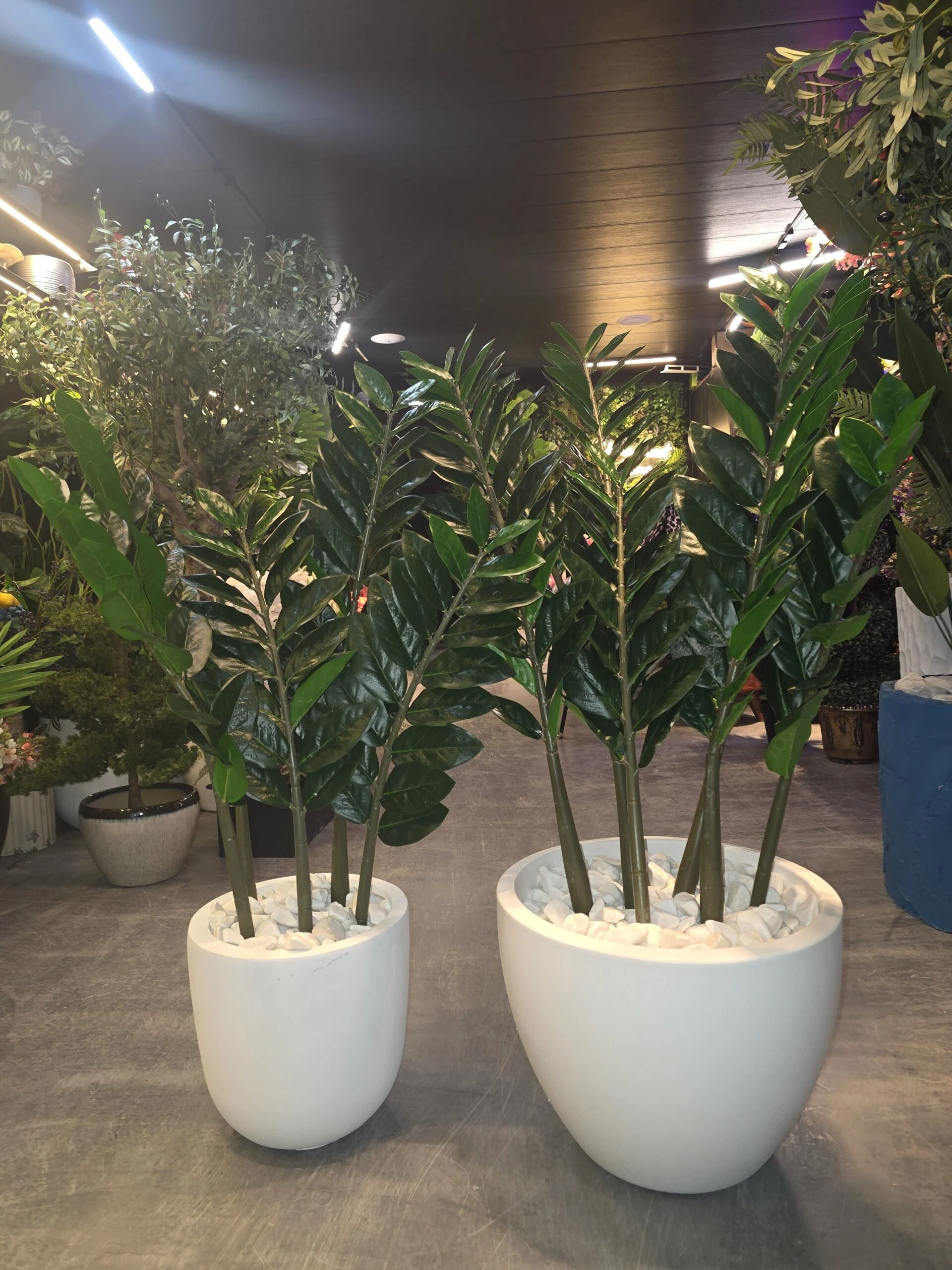 Plante ZZ (Zamioculcas) à grandes feuilles