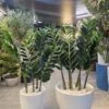 Plante ZZ (Zamioculcas) à grandes feuilles