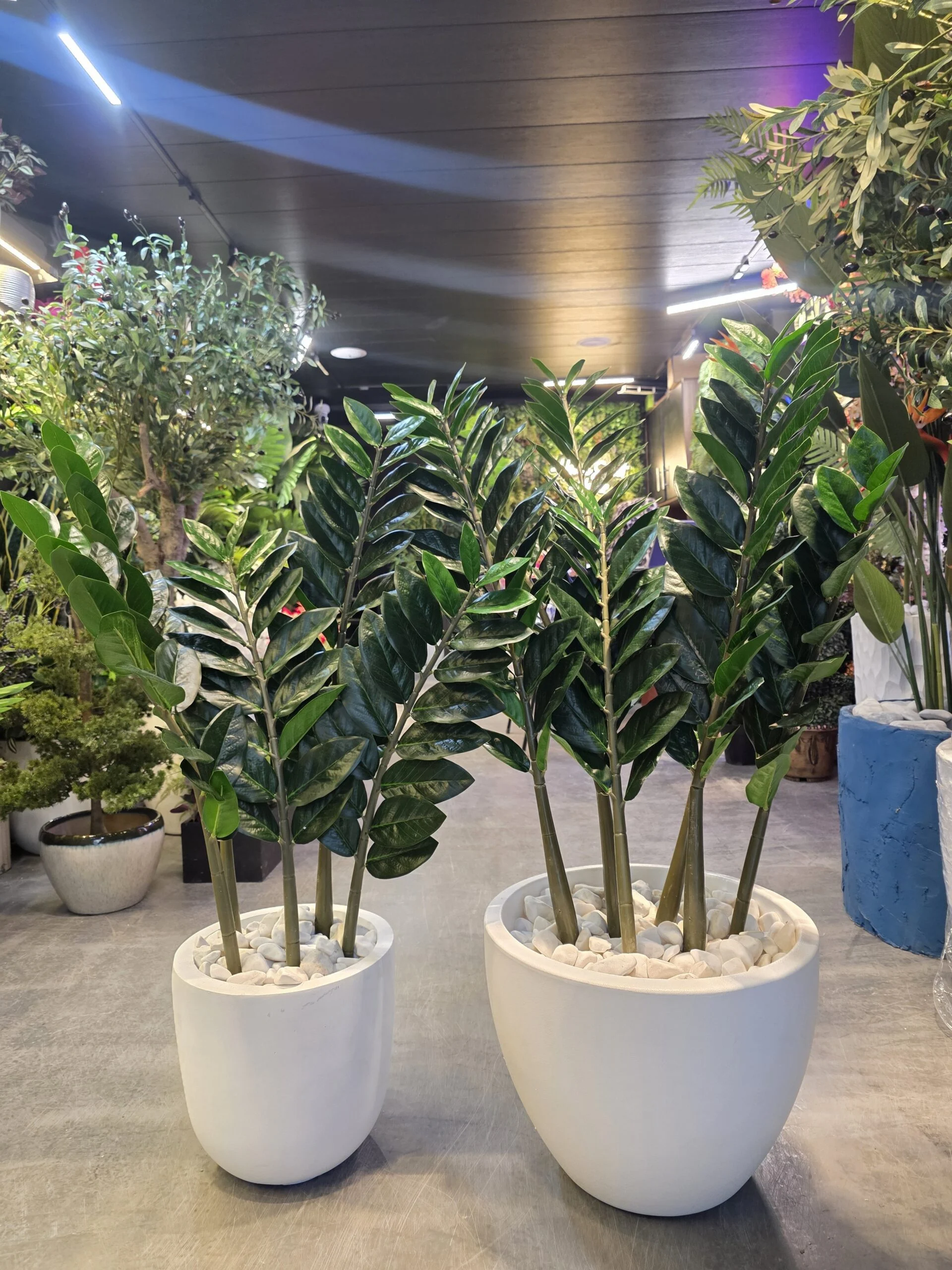 Plante ZZ (Zamioculcas) à grandes feuilles