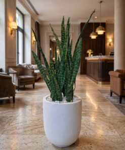 Sansevieria Plant 65 cm - Green 9 stems styled in an interior — Neon Jungle Studios
