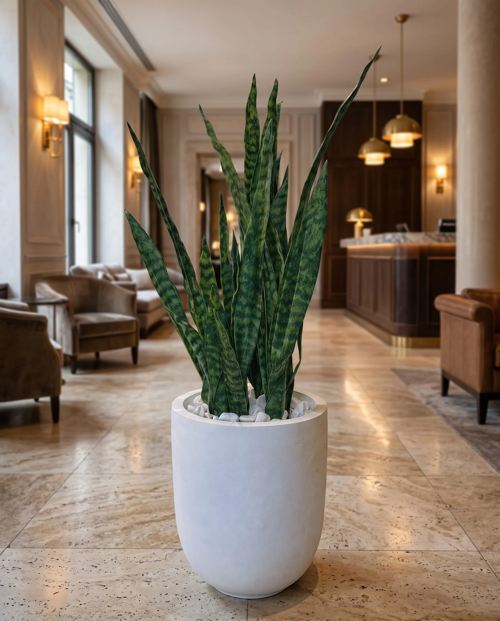 Sansevieria Plant 65 cm - Green 9 stems styled in an interior — Neon Jungle Studios