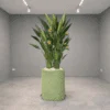 Oiseau du Paradis Arrangement avec concrete pot () 240 cm