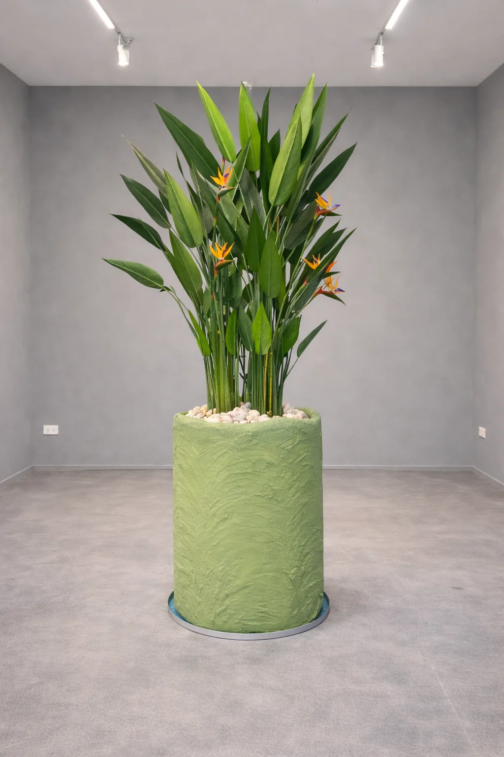 Oiseau du Paradis Arrangement avec concrete pot () 240 cm