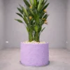 Oiseau du Paradis Arrangement avec concrete pot () 225 cm