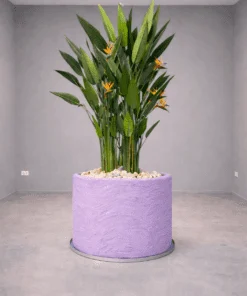 Oiseau du Paradis Arrangement avec concrete pot () 225 cm