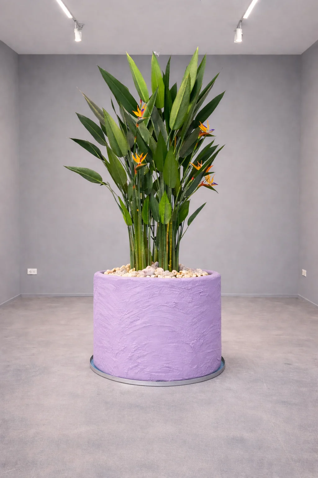 Oiseau du Paradis Arrangement avec concrete pot () 225 cm