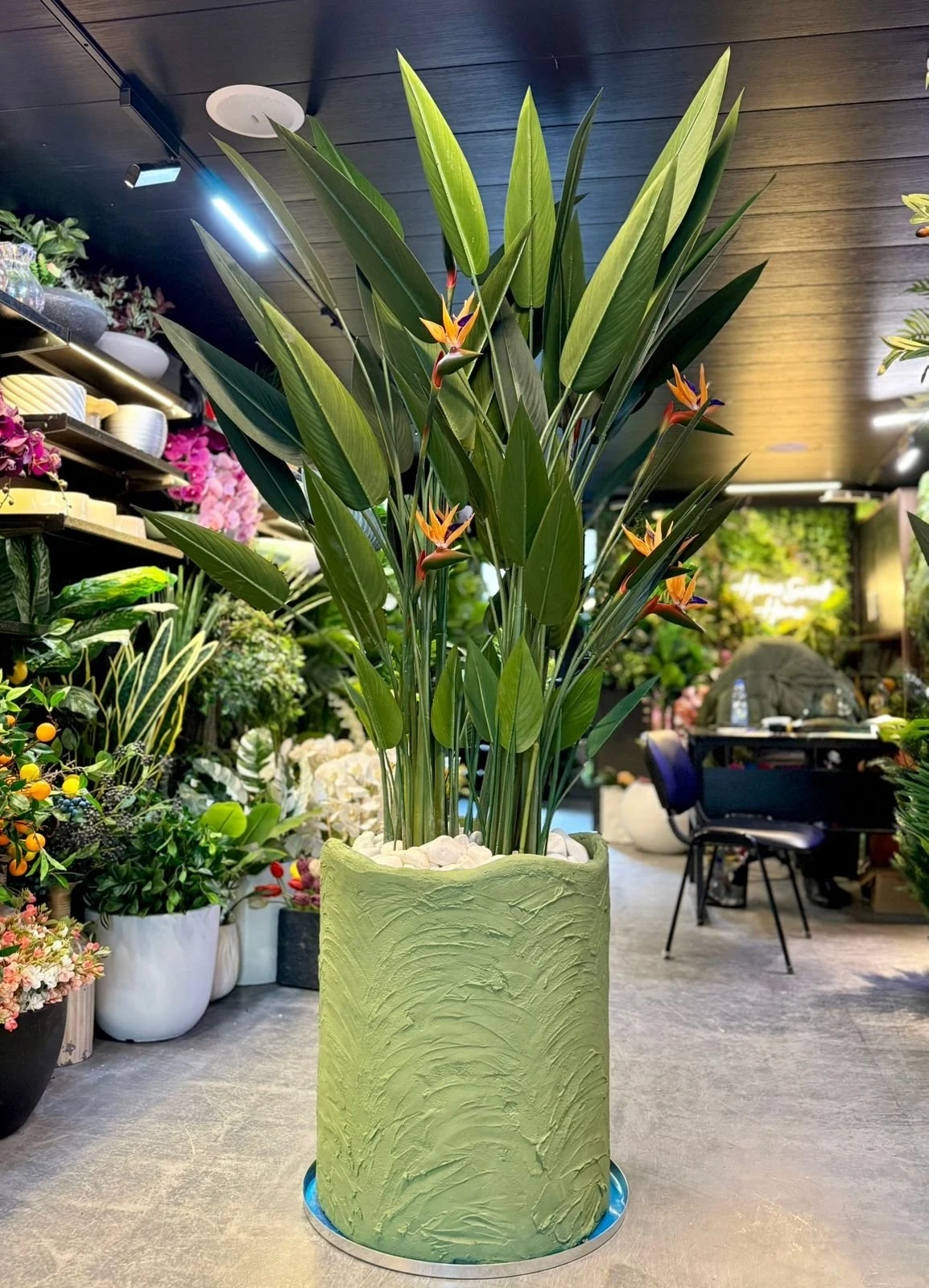 Oiseau du Paradis Arrangement avec concrete pot () 240 cm