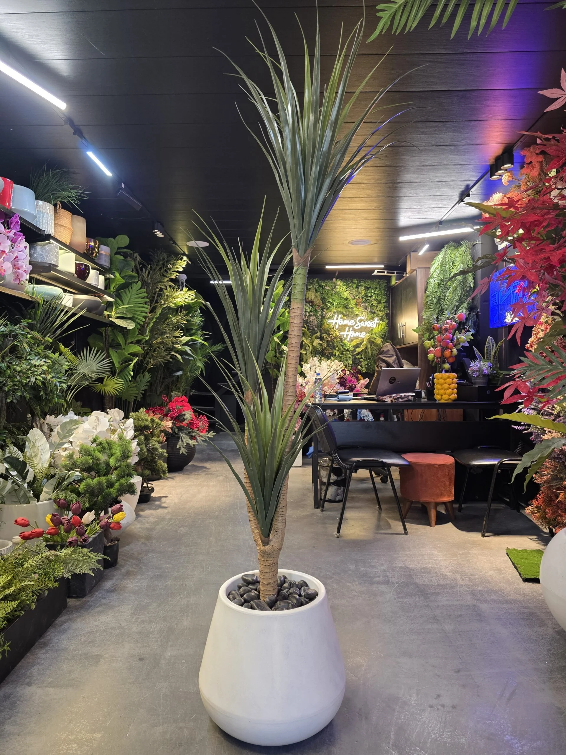 Palmier Yucca 3 têtes 160 cm