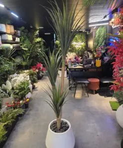 Palmier Yucca 3 têtes 160 cm
