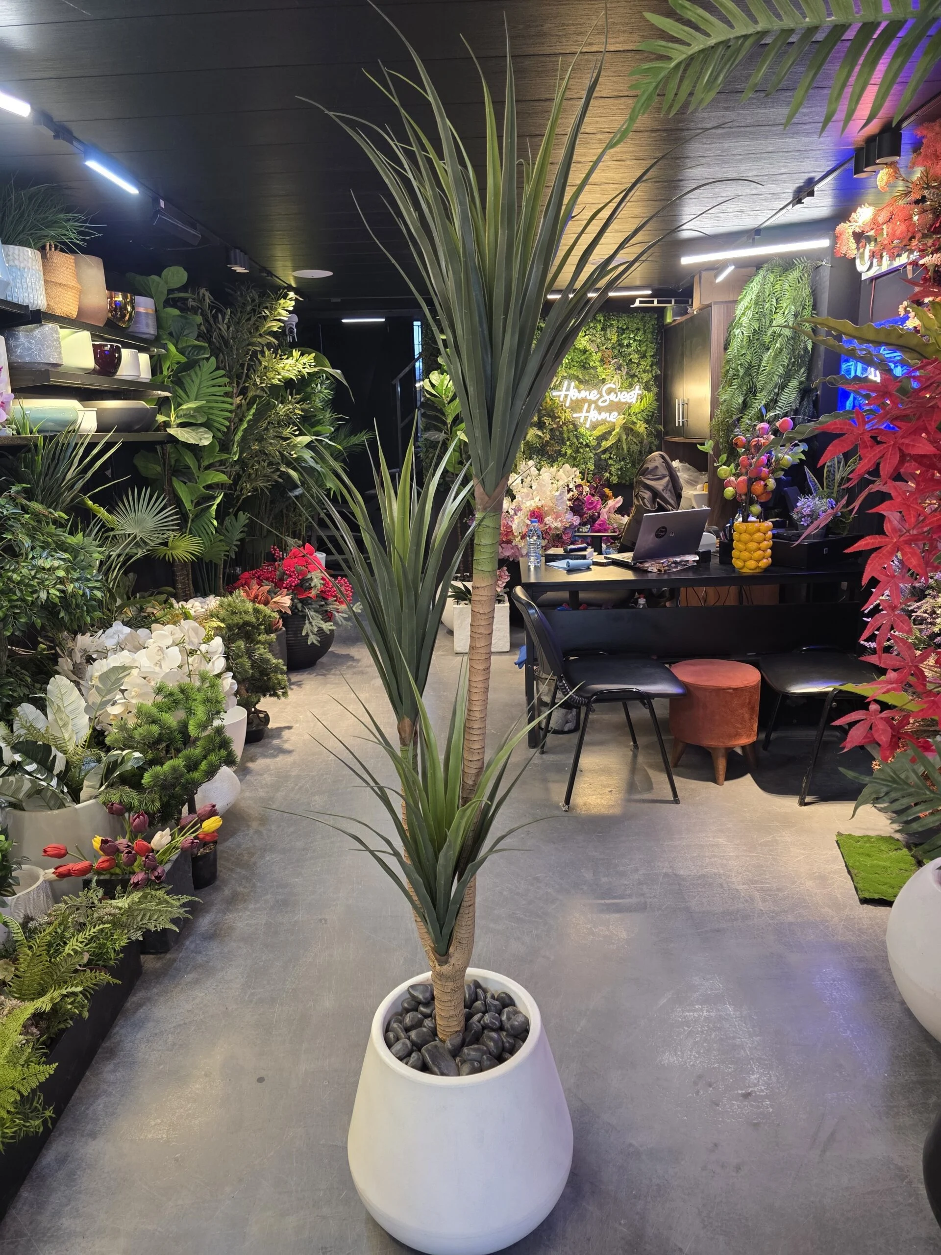 Palmier Yucca 3 têtes 160 cm