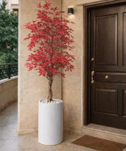 Érable du Japon 150 cm