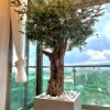 Custom Olive Tree 230*100 (🚫without pot)