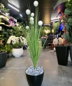 Herbe Pompon 100 cm