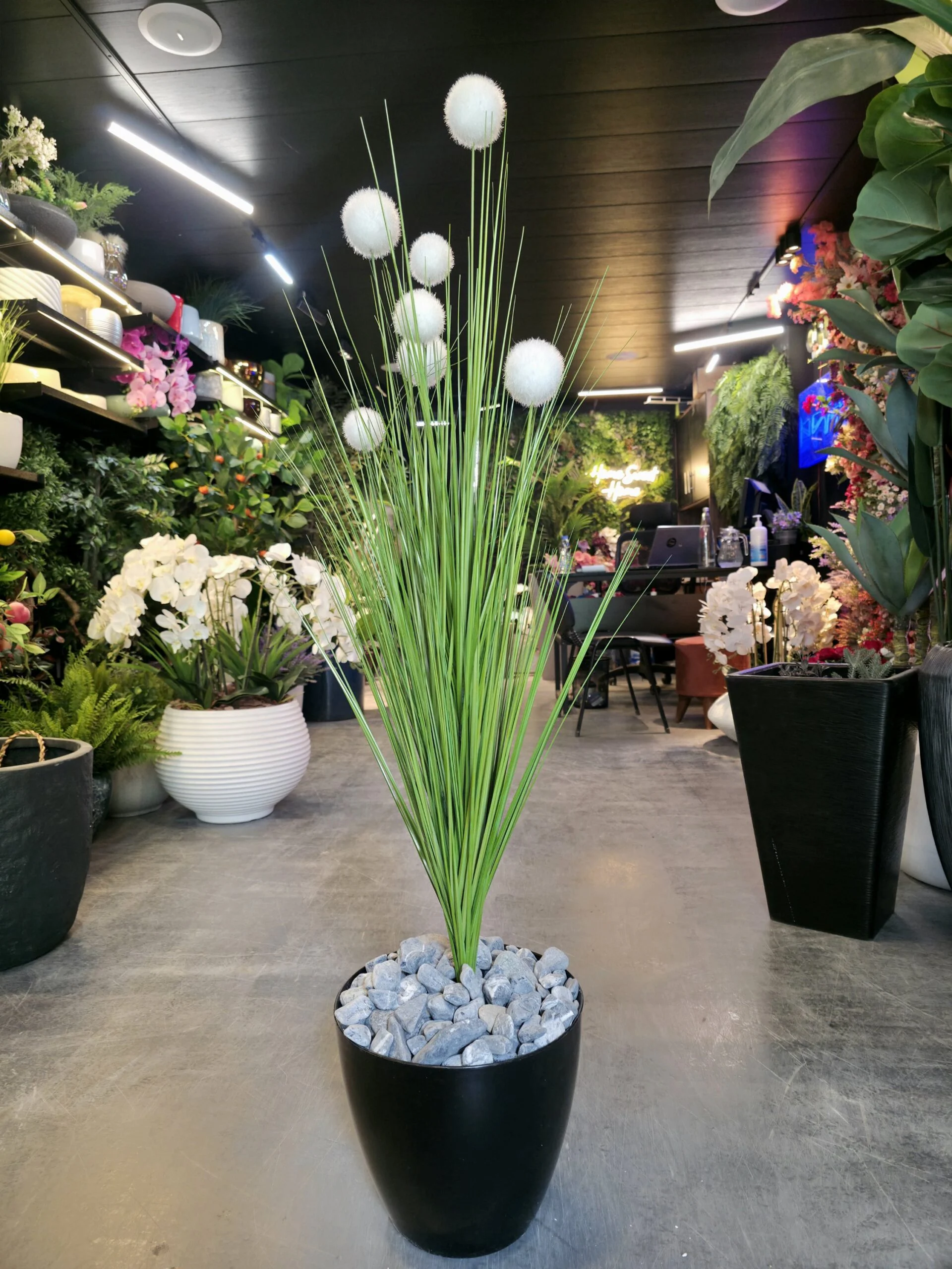 Herbe Pompon 100 cm