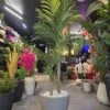 Palmier Areca à 2 troncs 140 cm