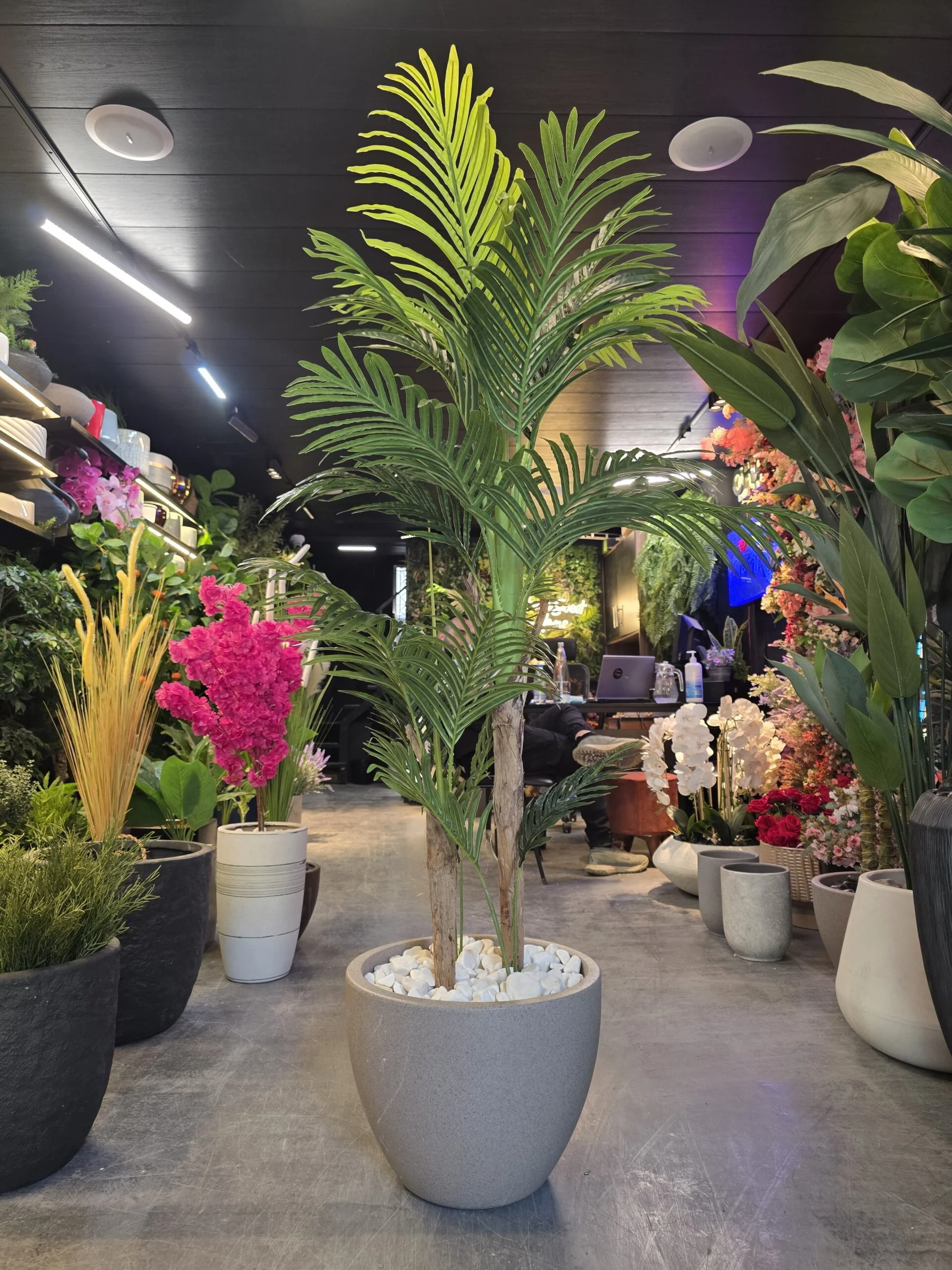 Palmier Areca à 2 troncs 140 cm