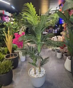 Palmier Areca à 2 troncs 140 cm