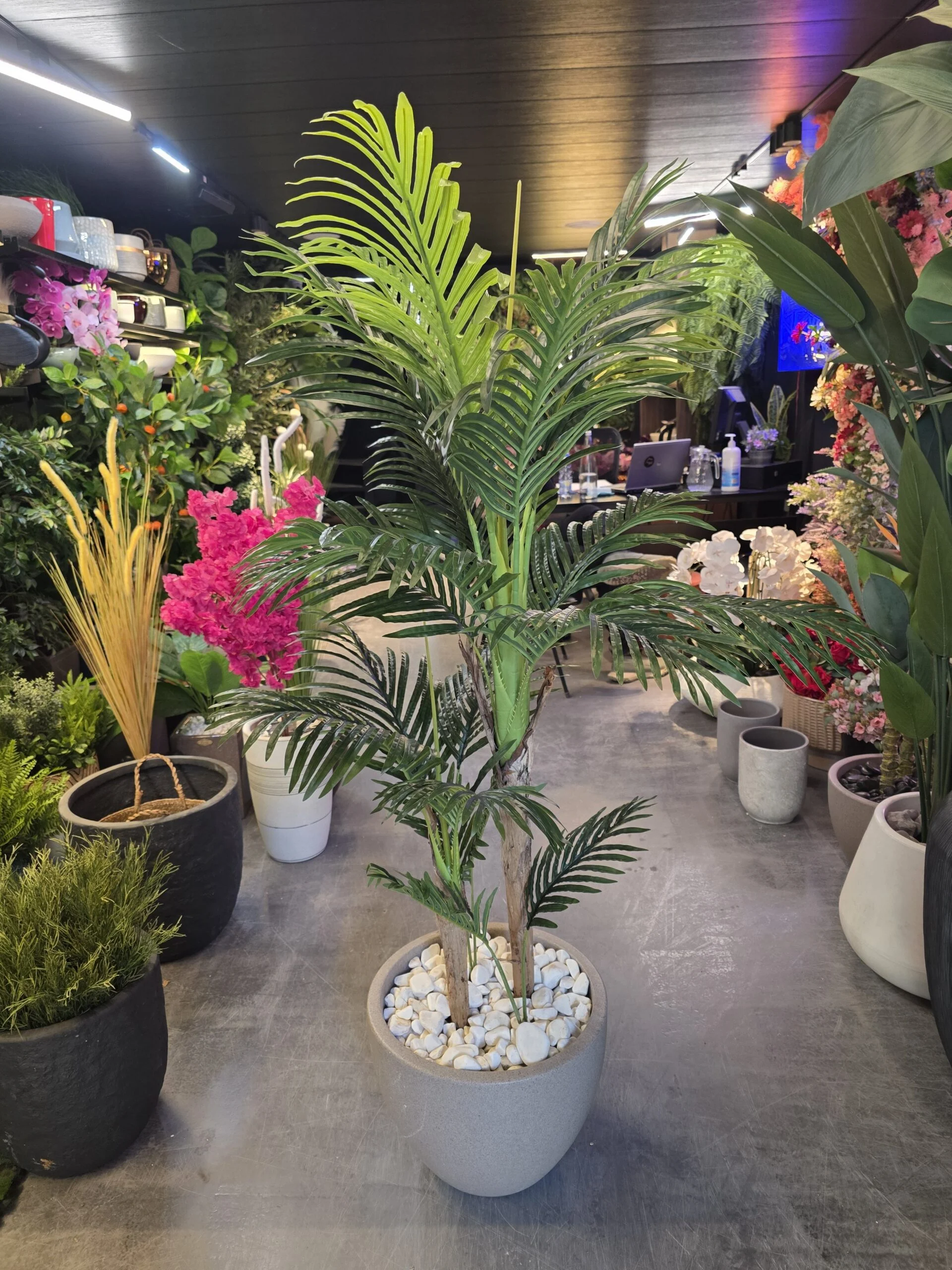 Palmier Areca à 2 troncs 140 cm