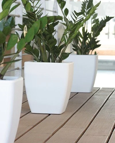 Argus PVC